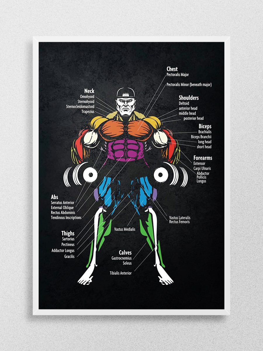 Muscle Chart Anatomy Anime Poster Çerçevesiz Yüksek Kalite Anime Duvar Poster