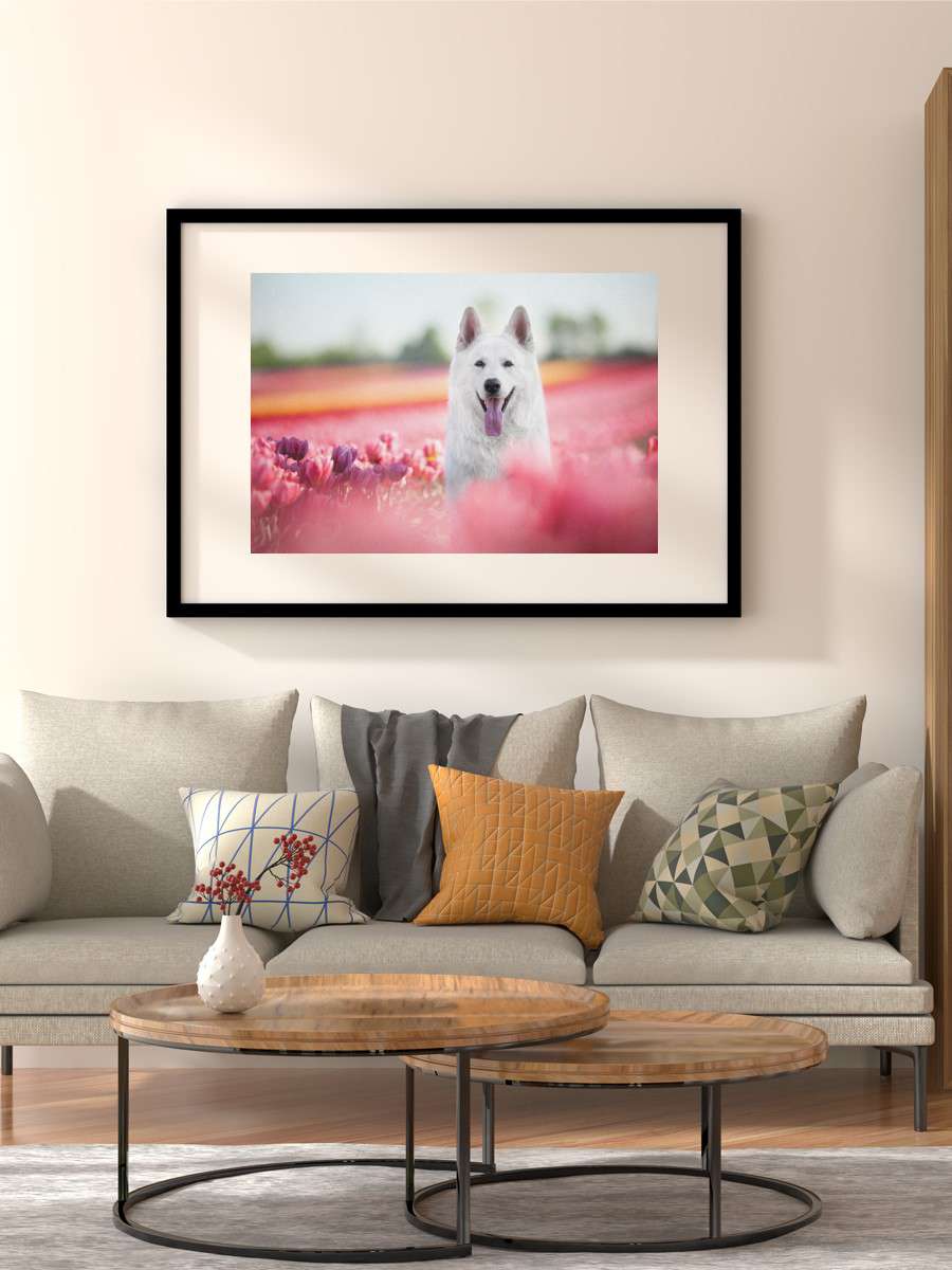 Swiss Shepherd spring cute Anime Poster Çerçevesiz Yüksek Kalite Anime Duvar Poster
